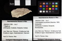 Foto (Objket + Etiketten) von Cracensigillatus acutirostris (Moericke, 1889) 